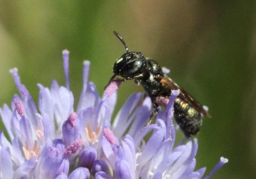 Ceratina dallatorreana