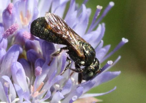 Ceratina dallatorreana