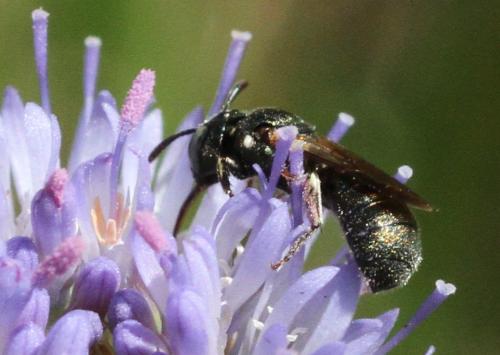 Ceratina dallatorreana