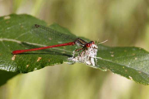 Ceriagrion tenellum
