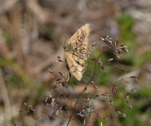 Idaea sp.