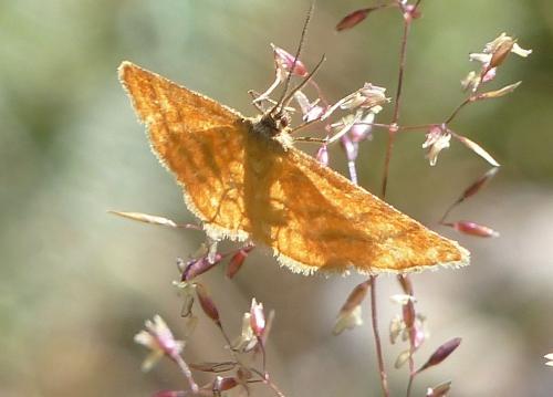 Idaea sp.