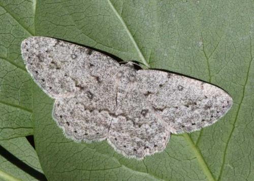 Charissa ambiguata herbuloti