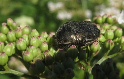 Réf. 177 940 : Cetonia aurata