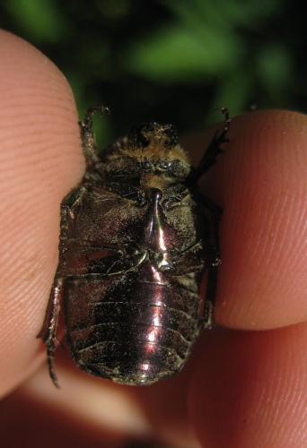 Réf. 177 942 : Cetonia aurata