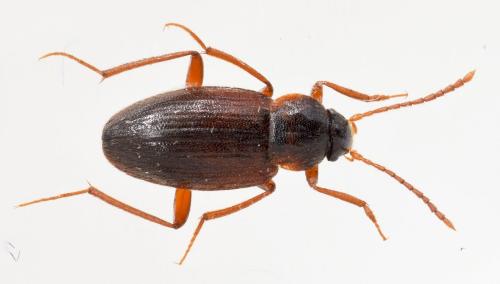 Réf. 177 612 : Choleva paskoviensis