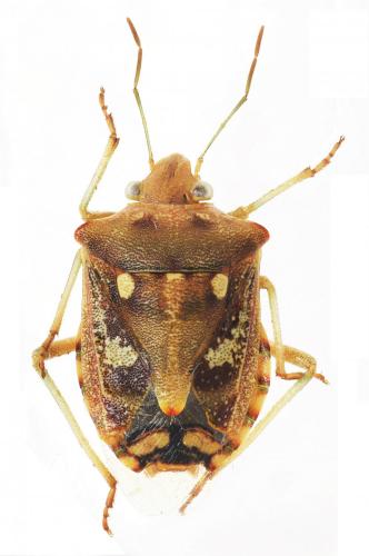 Chroantha ornatula