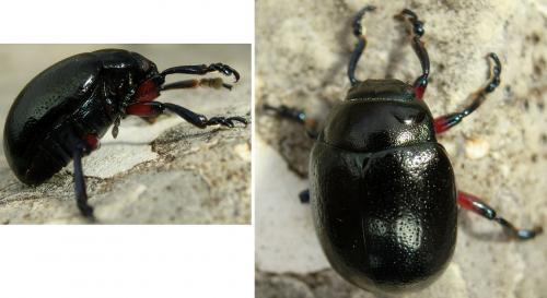 Chrysolina femoralis