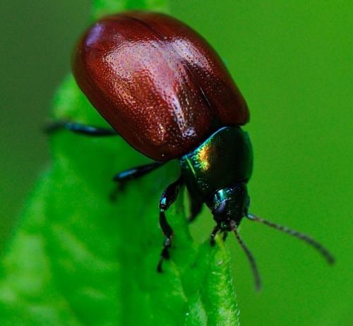 Réf. 177 223 : Chrysolina polita