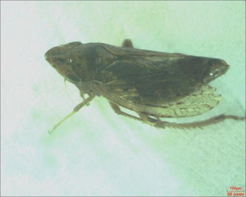 Aphrodes sp.