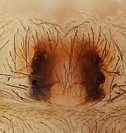 Réf. 177 988 : Cicurina cicur