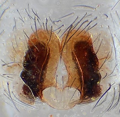 Cicurina cicur