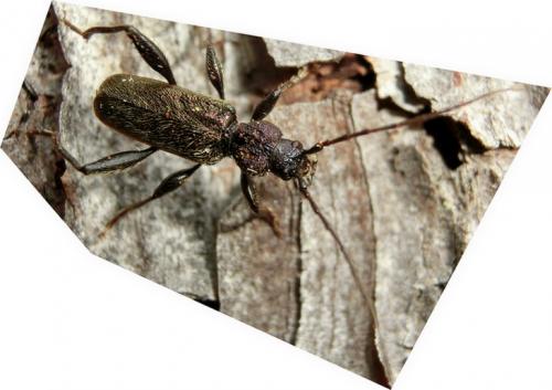 Réf. 177 454 : Callidium coriaceum