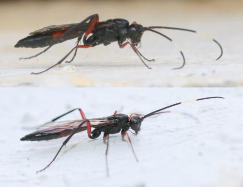 Cryptinae