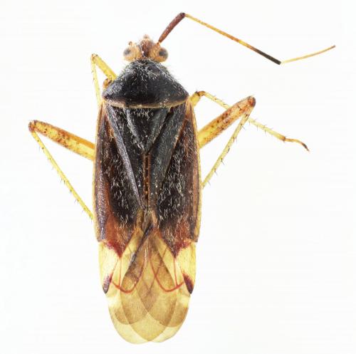 Réf. 177 634 : Closterotomus annulus
