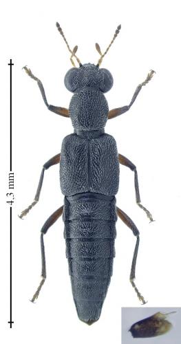 Stenus picipes