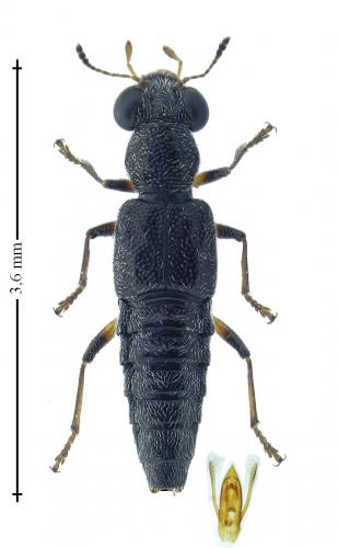 Stenus sp.