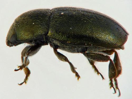 Réf. 177 690 : Brassicogethes aeneus