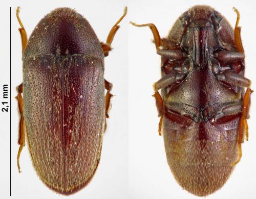 Réf. 177 821 : Trixagus gracilis