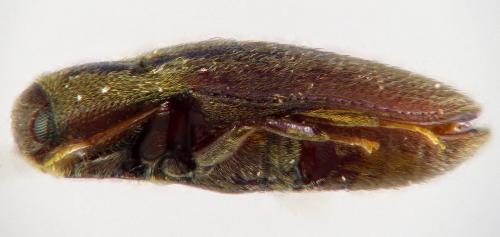 Réf. 177 822 : Trixagus gracilis