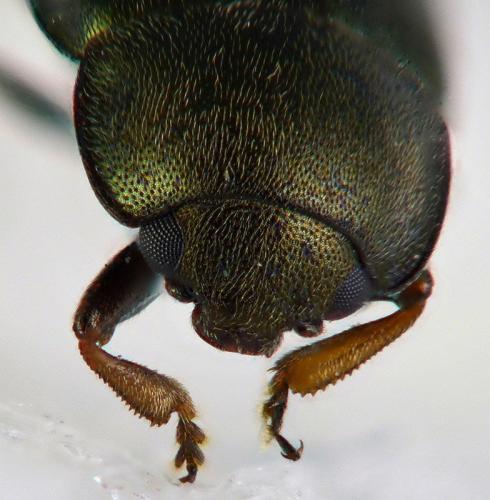 Brassicogethes aeneus