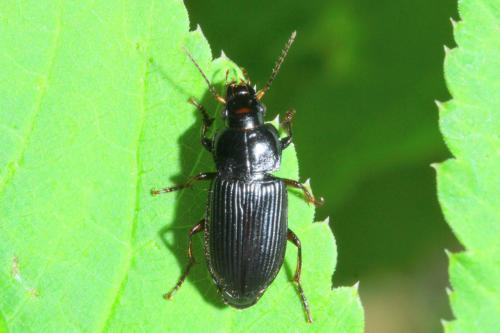 Anisodactylus binotatus
