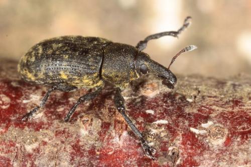 Réf. 177 202 : Larinus carlinae