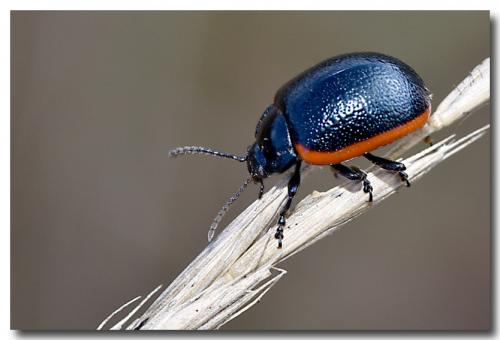 Réf. 177 594 : Chrysolina sp.