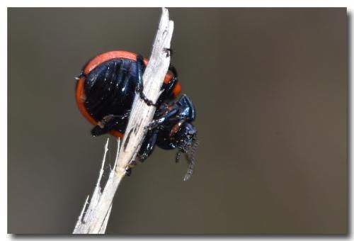 Réf. 177 595 : Chrysolina sp.