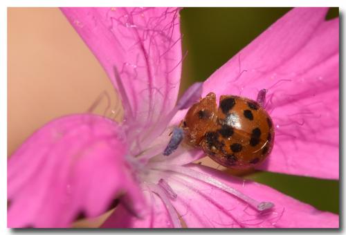 Réf. 177 642 : Subcoccinella vigintiquatuorpunctata