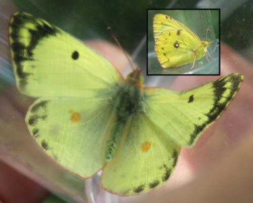 Réf. 177 930 : Colias alfacariensis