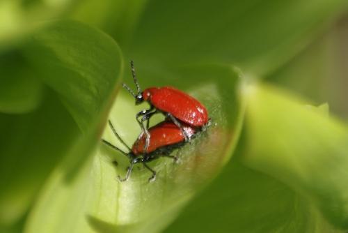 Réf. 177 396 : Lilioceris lilii