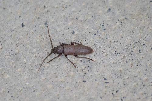 Arhopalus sp.