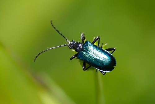 Gaurotes virginea