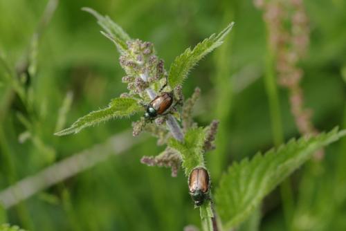 Réf. 177 442 : Phyllopertha horticola