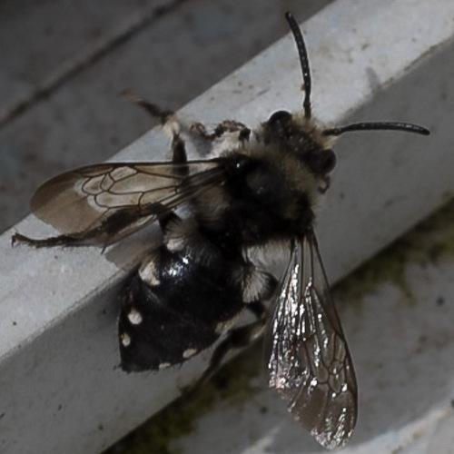 Réf. 177 103 : Melecta albifrons