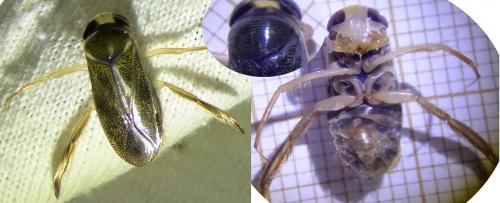 Corixa punctata