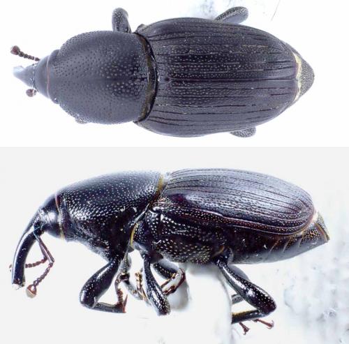 Sphenophorus sp.