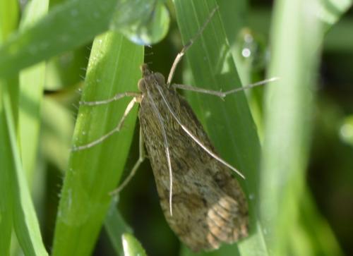 Nomophila noctuella