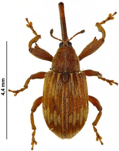 Réf. 177 791 : Anthonomus rectirostris