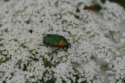Cetonia aurata