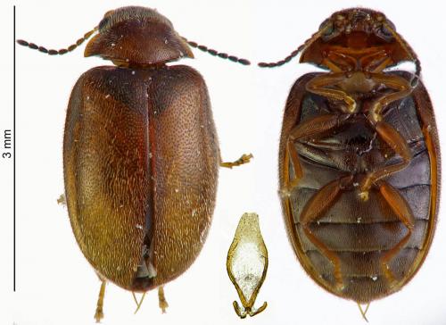 Réf. 177 887 : Contacyphon pubescens