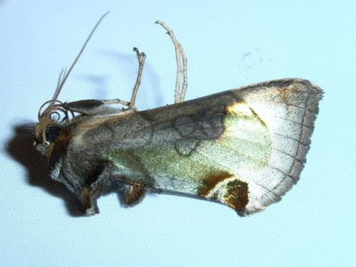 Diachrysia zosimi