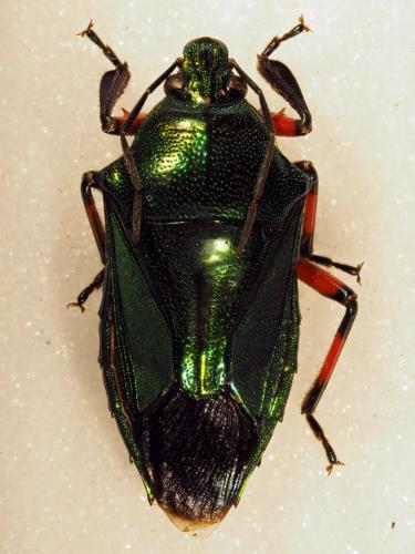 Damarius splendidulus