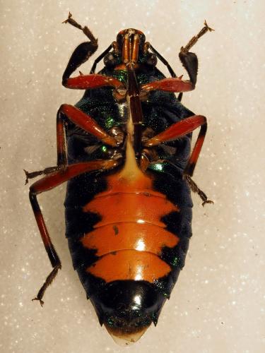 Damarius splendidulus