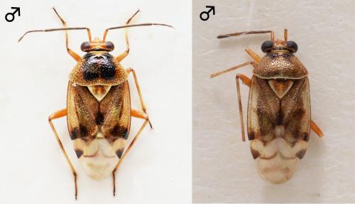 Deraeocoris divers