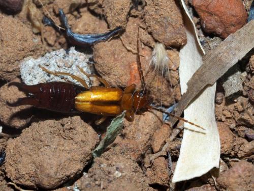 Forficula senegalensis