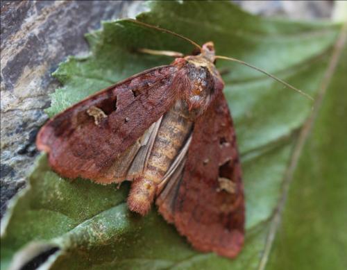 Diarsia brunnea