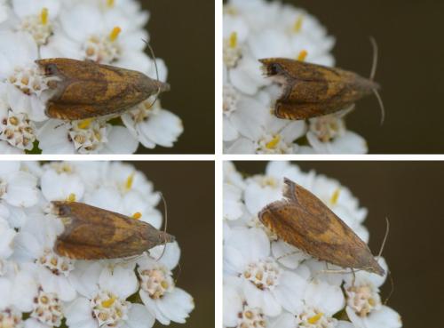 Dichrorampha vancouverana