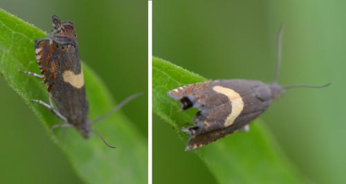 Dichrorampha petiverella